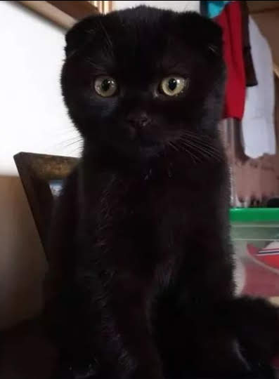 My first cat, the cat who started my accidental journey into becoming a cat person
