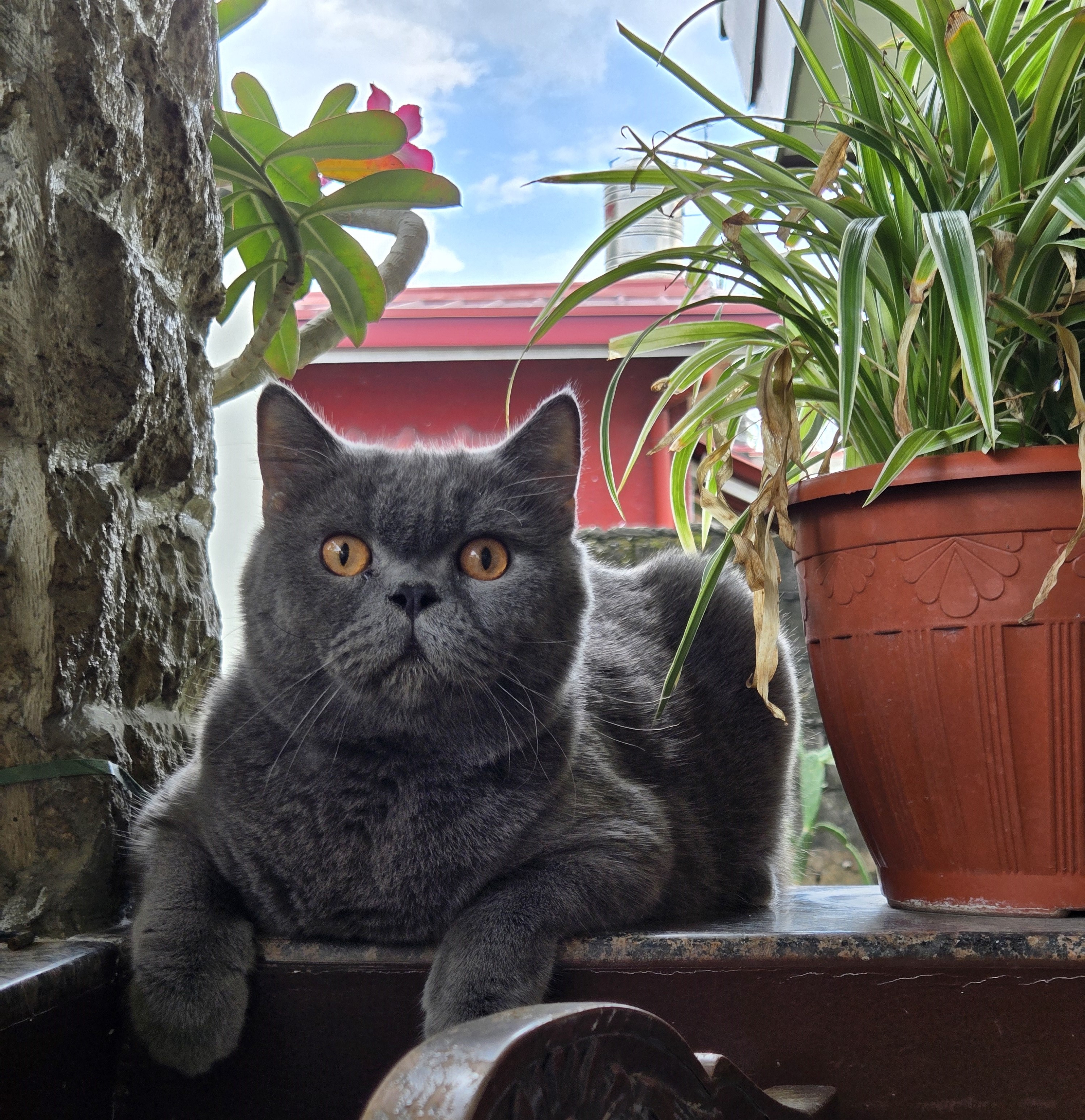 Deku, a blue British Shorthair