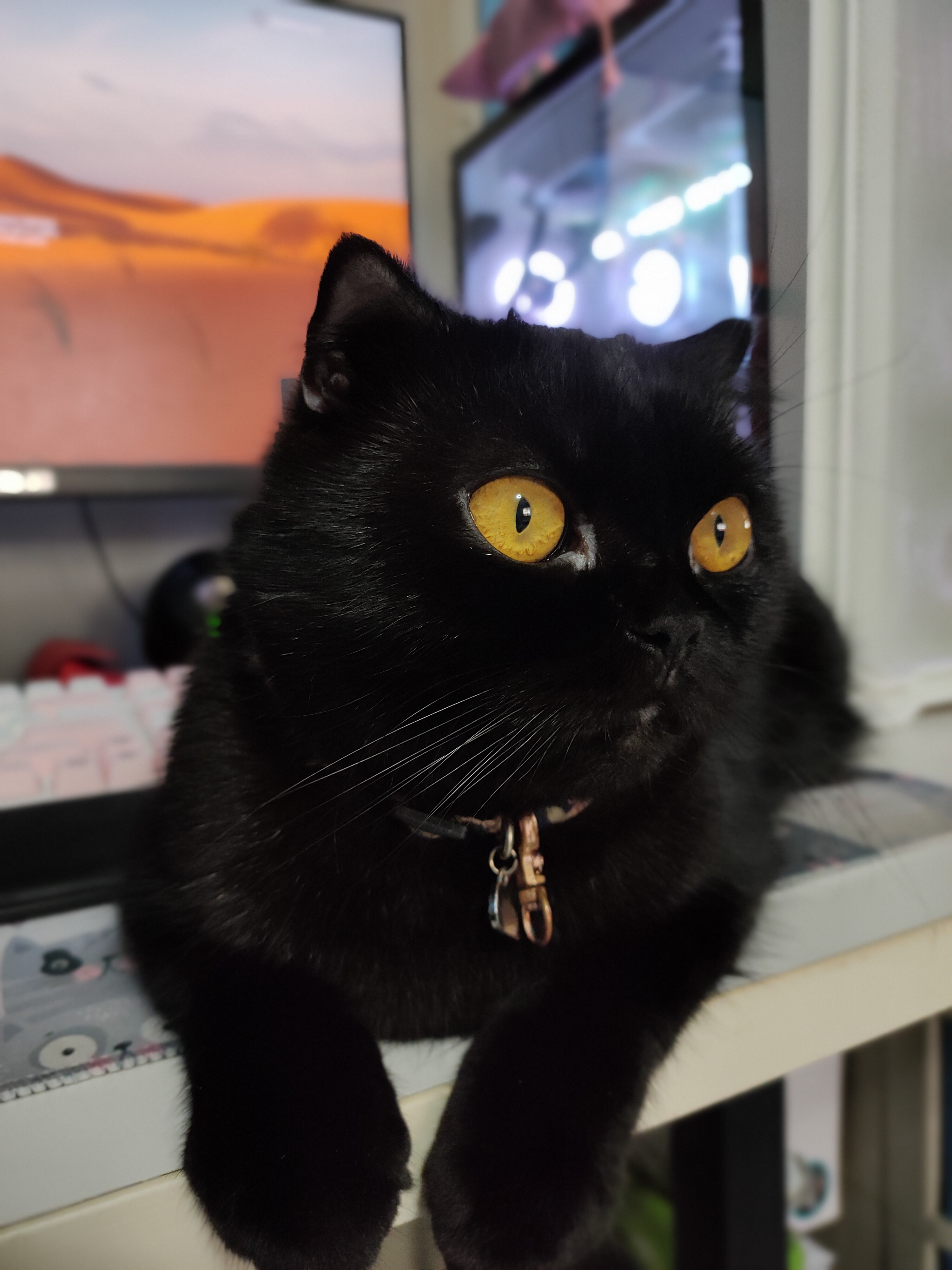 Eri, a black Scottish Fold