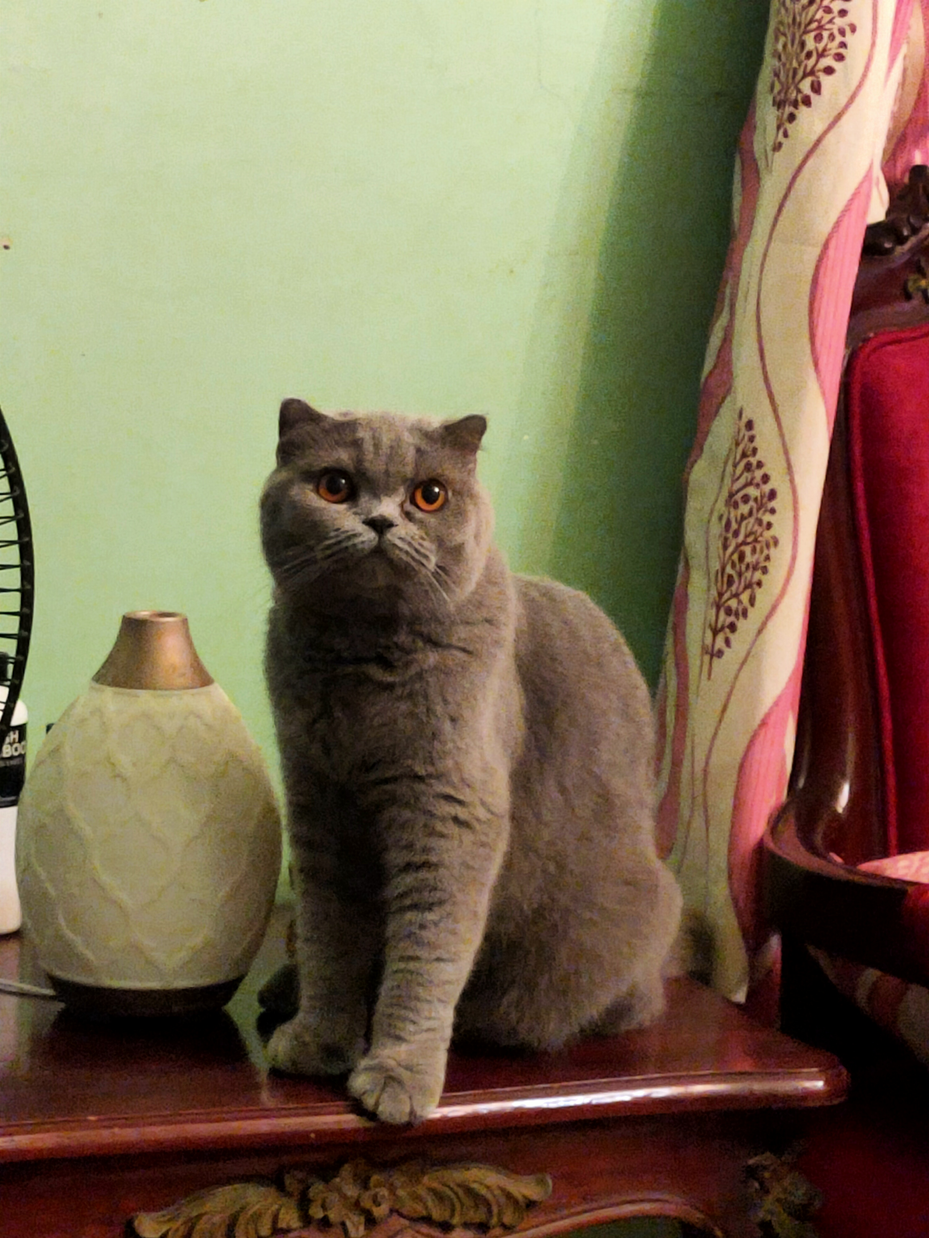 Momo, a blue Scottish Fold